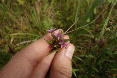 Gentianella amarella acuta