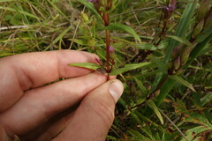 Gentianella amarella acuta