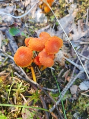 Hygrocybe cantharellus