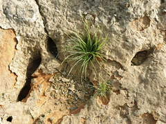 Fimbristylis vahlii