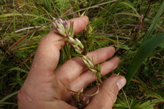 Gentianella amarella acuta