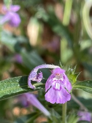 Galeopsis angustifolia