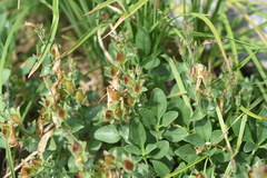 Penstemon ellipticus