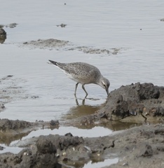 Calidris canutus