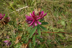 Trifolium lupinaster