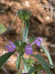 Galeopsis angustifolia