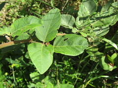 Desmodium viridiflorum