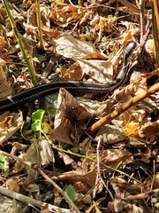 Thamnophis ordinoides