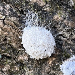 Didymium mucilago