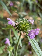 Galeopsis angustifolia