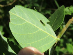 Desmodium viridiflorum
