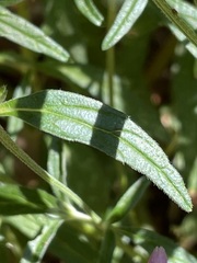 Galeopsis angustifolia