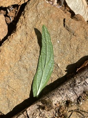 Galeopsis angustifolia
