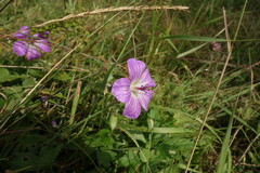 Geranium wlassovianum