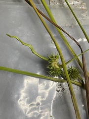 Sparganium emersum