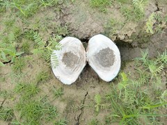 Utterbackiana suborbiculata