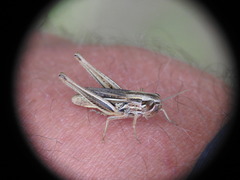 Euchorthippus declivus