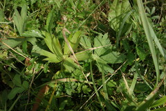 Geranium wlassovianum