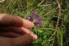 Geranium wlassovianum