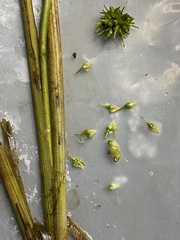 Sparganium emersum