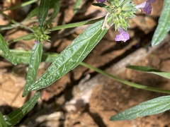 Galeopsis angustifolia