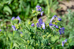 Polemonium foliosissimum