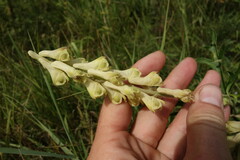 Aconitum barbatum