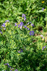 Polemonium foliosissimum