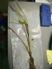 Sparganium emersum