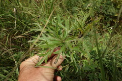 Aconitum barbatum