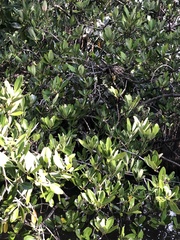 Laguncularia racemosa