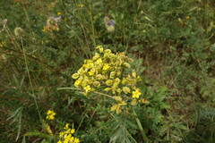 Patrinia rupestris