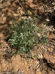 Galeopsis angustifolia