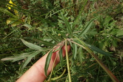 Patrinia rupestris