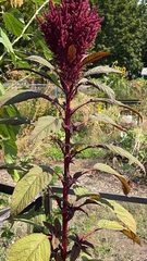 Amaranthus cruentus