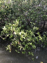 Laguncularia racemosa