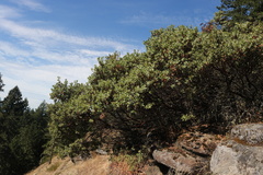 Arctostaphylos columbiana