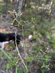 Agrostis perennans