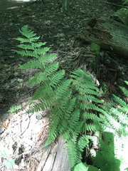 Dryopteris