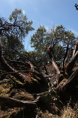 Arctostaphylos columbiana