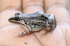 Leptodactylus fragilis