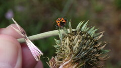 Corizus hyoscyami