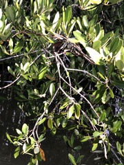 Laguncularia racemosa