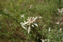 Leontopodium leontopodioides