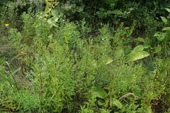 Symphyotrichum × versicolor