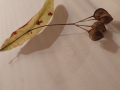 Tilia platyphyllos