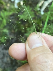 Agrostis perennans