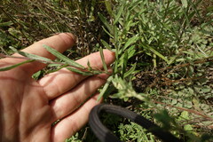 Leontopodium leontopodioides