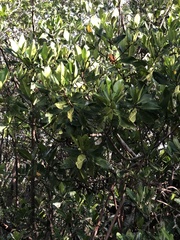 Rhizophora mangle