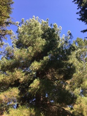 Pinus brutia